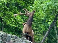 Wapiti Hirsch &ndash; &copy; Elisabeth Fox-Maerki (Eberhardt TRAVEL)