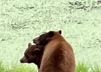 Grizzlys