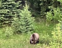 DER. GRIZZLY am Strassenrand &ndash; &copy; Elisabeth Fox-Maerki (Eberhardt TRAVEL)