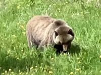 Mama Grizzly steht nochmals am Strassenrand  &ndash; &copy; Elisabeth Fox-Maerki (Eberhardt TRAVEL)