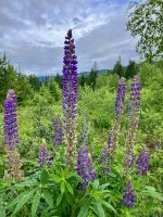 Lupinen Fest &ndash; &copy; Elisabeth Fox-Maerki (Eberhardt TRAVEL)