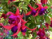 Der Haenge Garten &ndash; &copy; Elisabeth Fox-Maerki (Eberhardt TRAVEL)