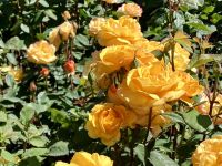 Ueppige Rosen &ndash; &copy; Elisabeth Fox-Maerki (Eberhardt TRAVEL)