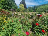 Buchart Garden (3) &ndash; &copy; Marcus Hasselhorst (Eberhardt TRAVEL)