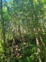 Capilano Regenwald (5) &ndash; &copy; Marcus Hasselhorst (Eberhardt TRAVEL)