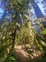 Capilano Regenwald (9) &ndash; &copy; Marcus Hasselhorst (Eberhardt TRAVEL)