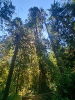 Capilano Regenwald (6) &ndash; &copy; Marcus Hasselhorst (Eberhardt TRAVEL)