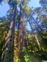 Capilano Regenwald (10) &ndash; &copy; Marcus Hasselhorst (Eberhardt TRAVEL)