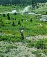 Impressionen aus den Rockies (141) &ndash; &copy; Marcus Hasselhorst (Eberhardt TRAVEL)