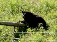 4. Tag – Fahrt durch den Omega-Wildpark – Schwarzbären &ndash; &copy; Andreas Wolfsteller (Eberhardt TRAVEL)
