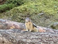 8. Tag – Banff-Nationalpark – Spaziergang im Johnston Canyon – Streifenhörnchen &ndash; &copy; Andreas Wolfsteller (Eberhardt TRAVEL)