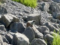 10. Tag – Jasper-Nationalpark – Murmeltiere am Medicine Lake &ndash; &copy; Andreas Wolfsteller (Eberhardt TRAVEL)