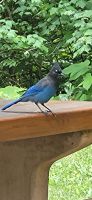 62 Blue Jay auch Blauhäher genannt &ndash; &copy; Susanne Schirmann (Eberhardt TRAVEL)