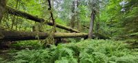 130 Mc Millian Provincial Park &ndash; &copy; Susanne Schirmann (Eberhardt TRAVEL)