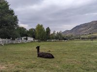 59. Tierische Bewohner im Hotel South Thompson Inn, Kamloops &ndash; &copy; Teresa Rumpel (Eberhardt TRAVEL)