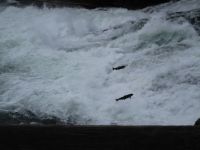 68. Lachsspringen im Wells Gray Provincial Park &ndash; &copy; Teresa Rumpel (Eberhardt TRAVEL)