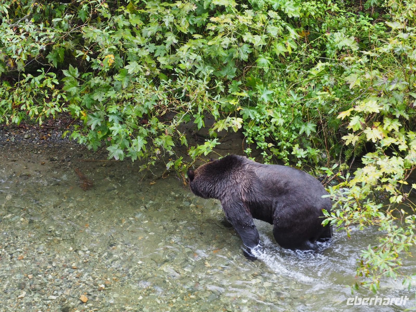 P1010310.JPG, juhu, ein Grizzly &ndash; &copy; Claudia Hartwich (Eberhardt TRAVEL)