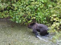 P1010310.JPG, juhu, ein Grizzly &ndash; &copy; Claudia Hartwich (Eberhardt TRAVEL)