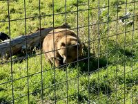 11. Tag – Kamloops bis Clearwater – Grizzly im BC Wildlife Park