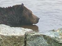 Noch ein Bild von Coola auf Grouse Mountain