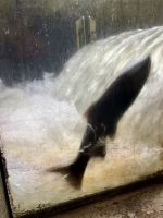 Bei der Fischleiter springt ein Lachs