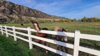 Pferde am Hotel South Thompson Inn Guest Ranch &ndash; &copy; Kristin Weigel (Eberhardt TRAVEL)