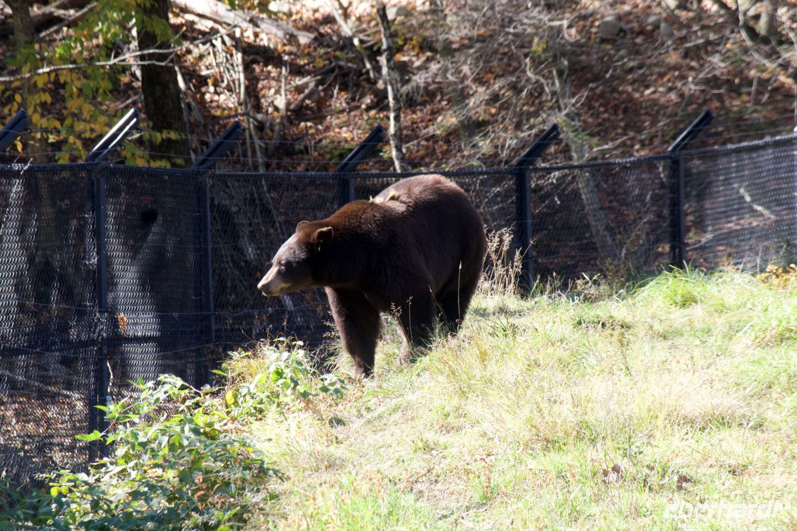 Braunbär im Omega Wildpark &ndash; &copy; Leon Prinz (Eberhardt TRAVEL)