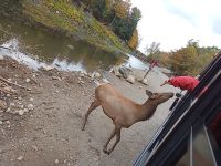 Omega Park - Wapitidame - Provinz Quebec, Kanada &ndash; &copy; Marieta Beck (Eberhardt TRAVEL)
