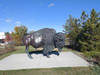 Bison Statue - Calgary, Kanada &ndash; &copy; Marieta Beck (Eberhardt TRAVEL)