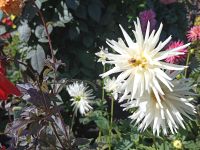 Dahlien in Butchart Gardens - Vancouver Island - Kanada &ndash; &copy; Marieta Beck (Eberhardt TRAVEL)