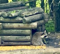 Der Waschbaer vor seinem Chateau Montebello &ndash; &copy; Elisabeth Fox-Maerki (Eberhardt TRAVEL)