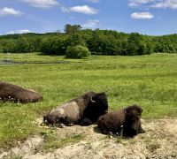 Bison &ndash; &copy; Elisabeth Fox-Maerki (Eberhardt TRAVEL)
