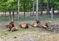 Wapiti Herrenclub