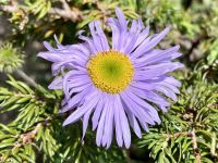 Die Herbst-Aster im Juni &ndash; &copy; Elisabeth Fox-Maerki (Eberhardt TRAVEL)