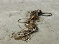 Kelp-Knopf  &ndash; &copy; Elisabeth Fox-Maerki (Eberhardt TRAVEL)