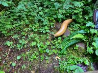Einer ist aus Plastic und einer ist echt ! &ndash; &copy; Elisabeth Fox-Maerki (Eberhardt TRAVEL)