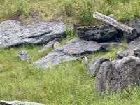 Murmeltier, Jasper &ndash; &copy; Mareike Schmidt (Eberhardt TRAVEL)