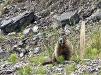 Murmeltier, Jasper &ndash; &copy; Mareike Schmidt (Eberhardt TRAVEL)