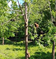 Der Bärennachwuchs, Omega Wildpark  &ndash; &copy; Monika Cortese (Eberhardt TRAVEL)
