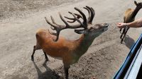 Genug Karotten mit dabei, Omega Wildpark  &ndash; &copy; Monika Cortese (Eberhardt TRAVEL)