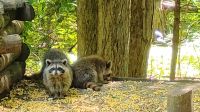 Waschbären, Omega Wildpark  &ndash; &copy; Monika Cortese (Eberhardt TRAVEL)