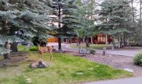 Reh statt Rasenmäher – in Banff kommt die Natur bis an die Haustür. &ndash; &copy; Monika Cortese (Eberhardt TRAVEL)