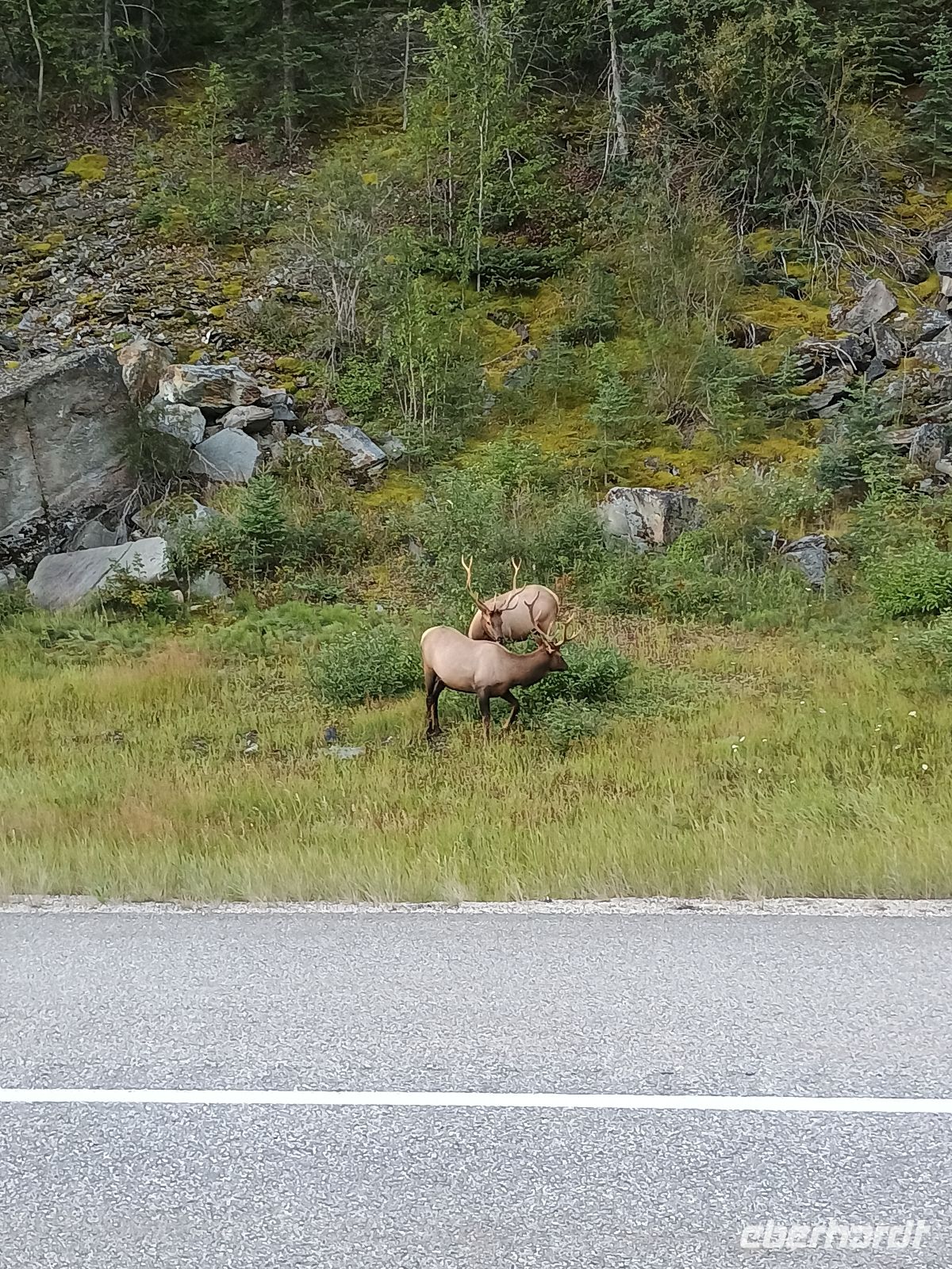 Wapiti  &ndash; &copy; Johanna König (Eberhardt TRAVEL)