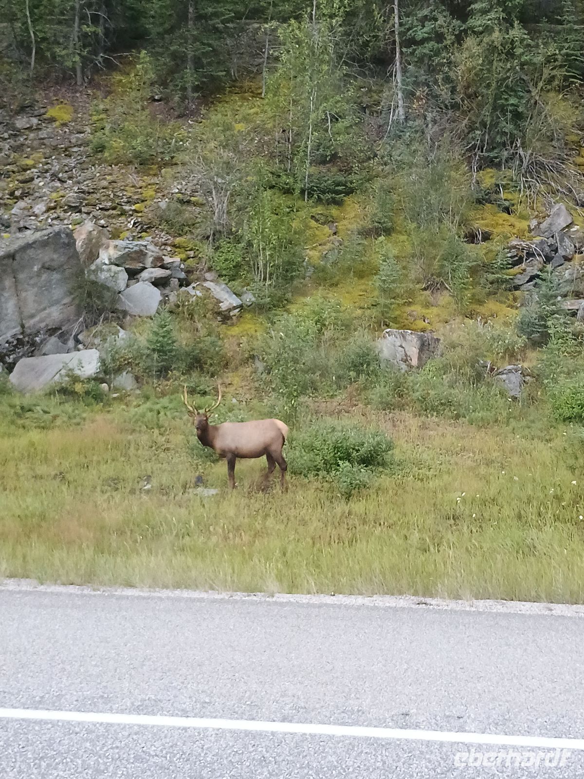 Wapiti  &ndash; &copy; Johanna König (Eberhardt TRAVEL)