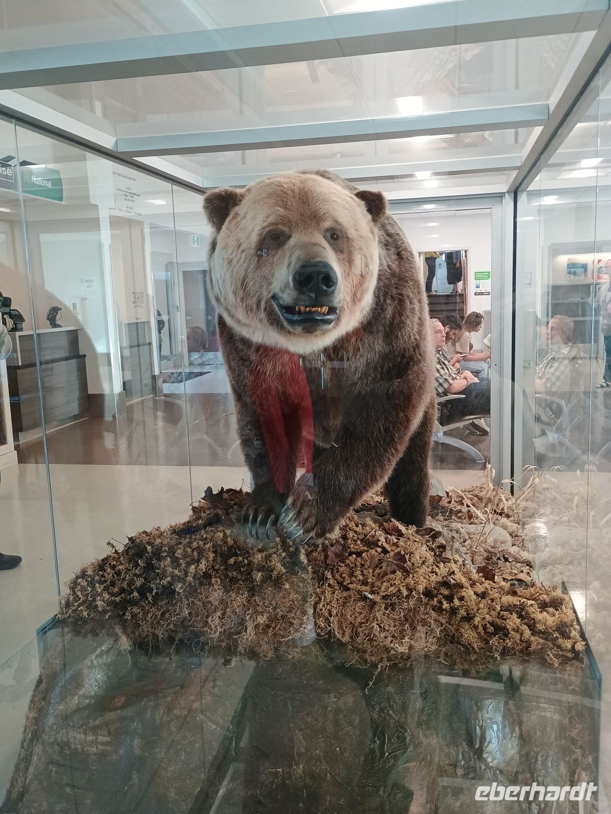 Bär &ndash; &copy; Johanna König (Eberhardt TRAVEL)