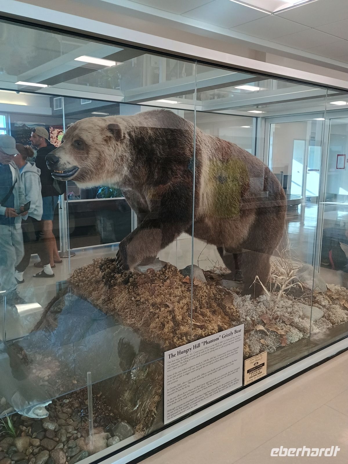 Bär &ndash; &copy; Johanna König (Eberhardt TRAVEL)