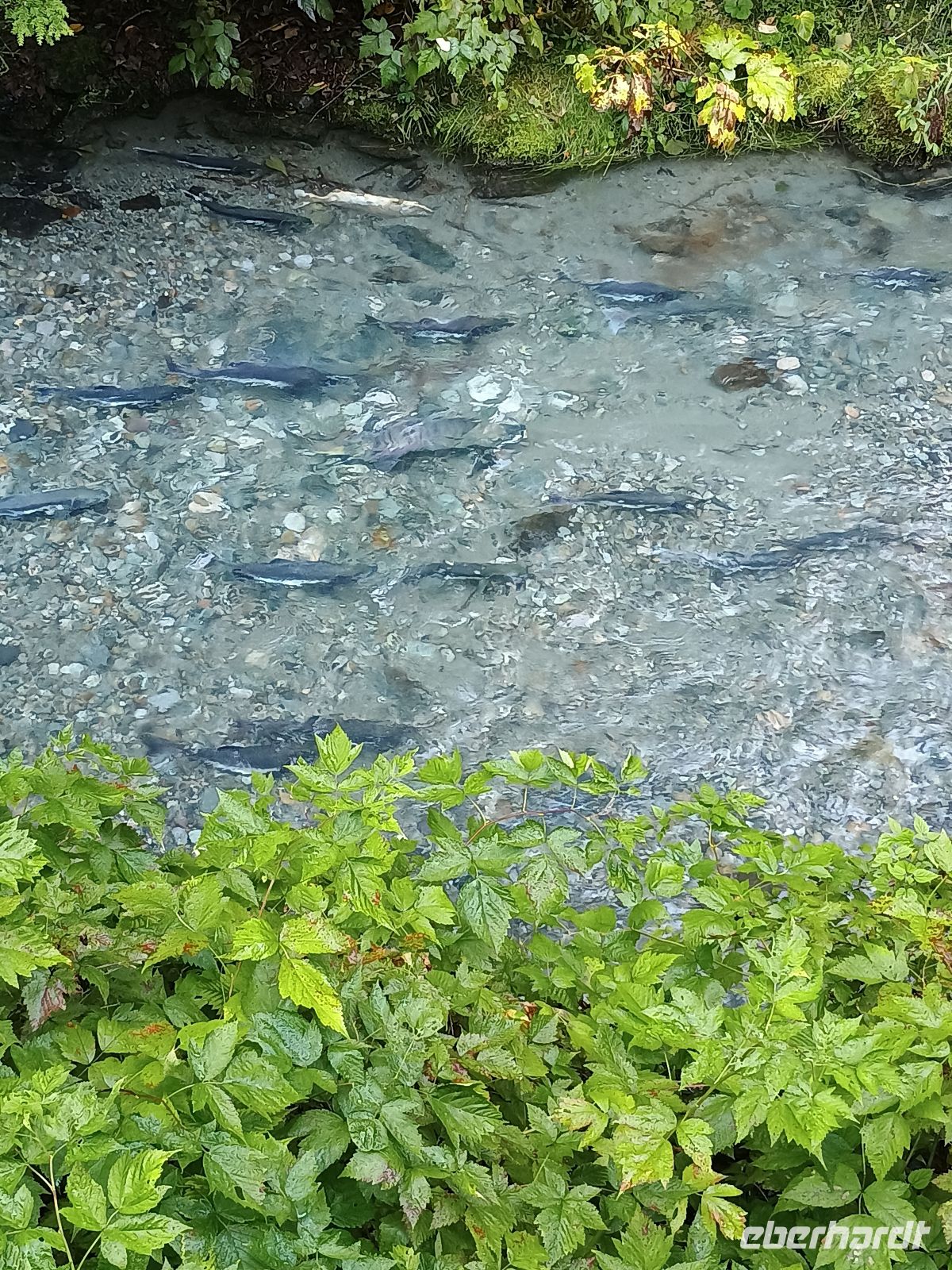 Fish Creek  &ndash; &copy; Johanna König (Eberhardt TRAVEL)