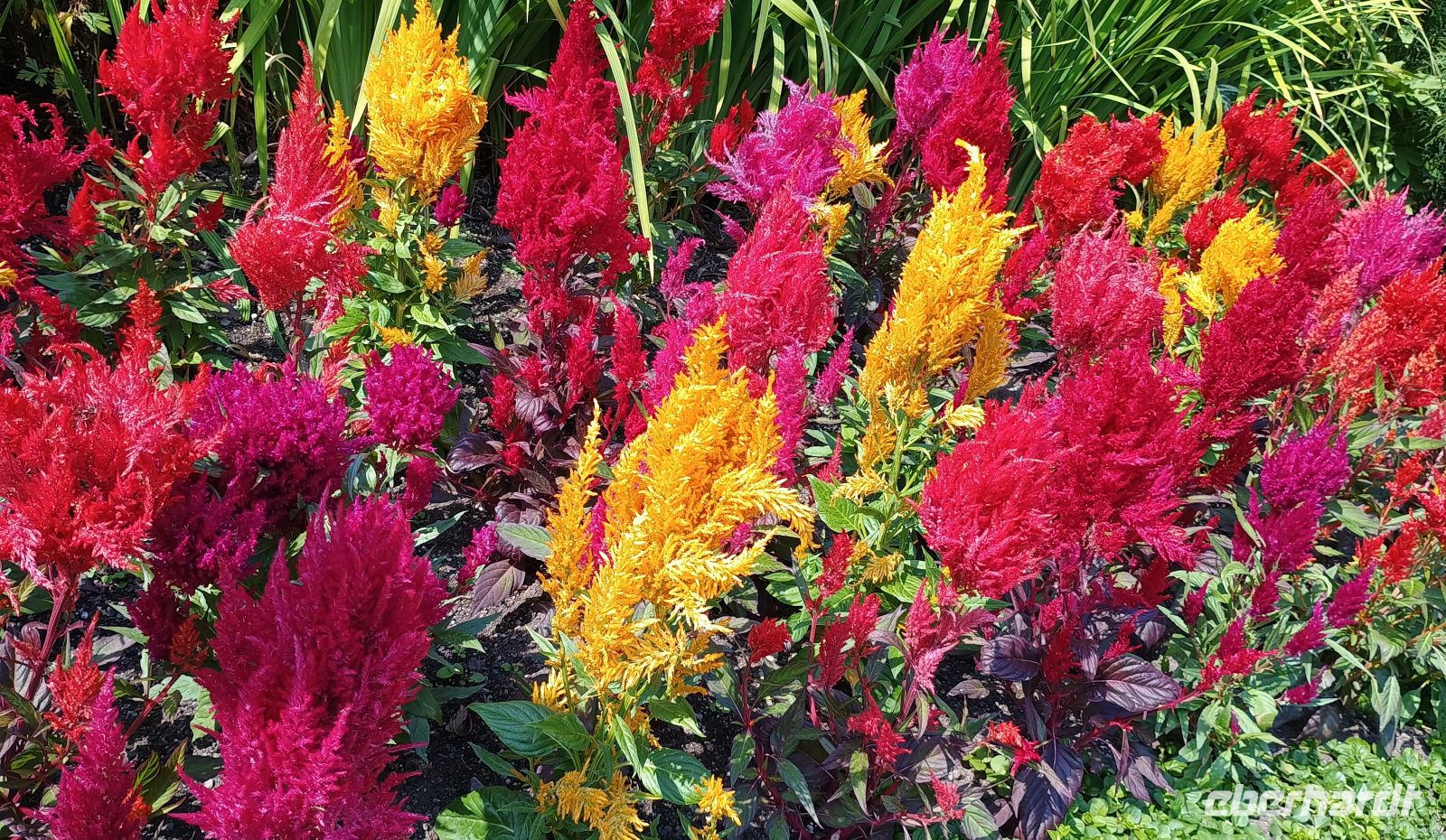 Butchart Gardens &ndash; &copy; Johanna König (Eberhardt TRAVEL)