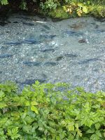Fish Creek  &ndash; &copy; Johanna König (Eberhardt TRAVEL)