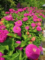Butchart Gardens &ndash; &copy; Johanna König (Eberhardt TRAVEL)